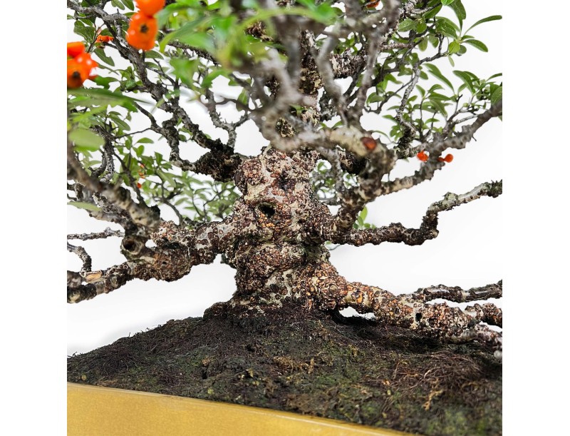 Pyracantha - Buisson Ardent - 41 cm