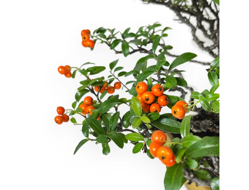 Pyracantha - Buisson Ardent - 41 cm