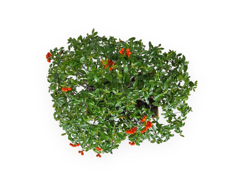 Pyracantha - Buisson Ardent - 41 cm