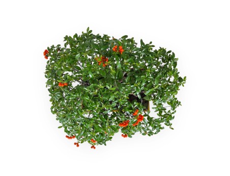 Pyracantha - Buisson Ardent - 41 cm