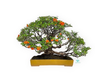 Pyracantha - Buisson Ardent - 41 cm