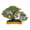 Pyracantha - 41 cm