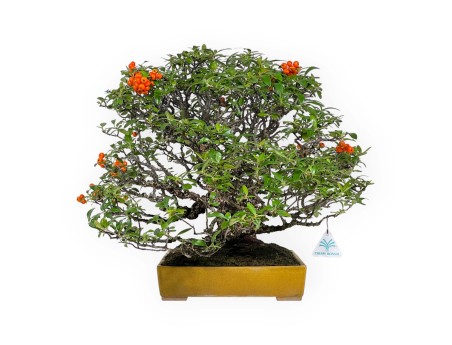 Pyracantha - Buisson Ardent - 41 cm