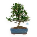 Gardenia - 33 cm