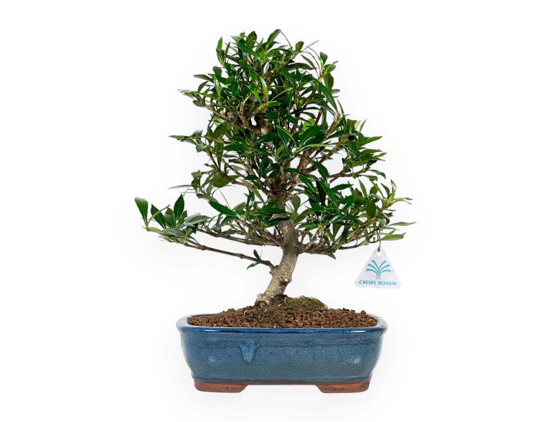 Gardenie – 33 cm