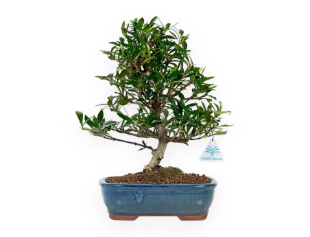 Gardenie – 33 cm