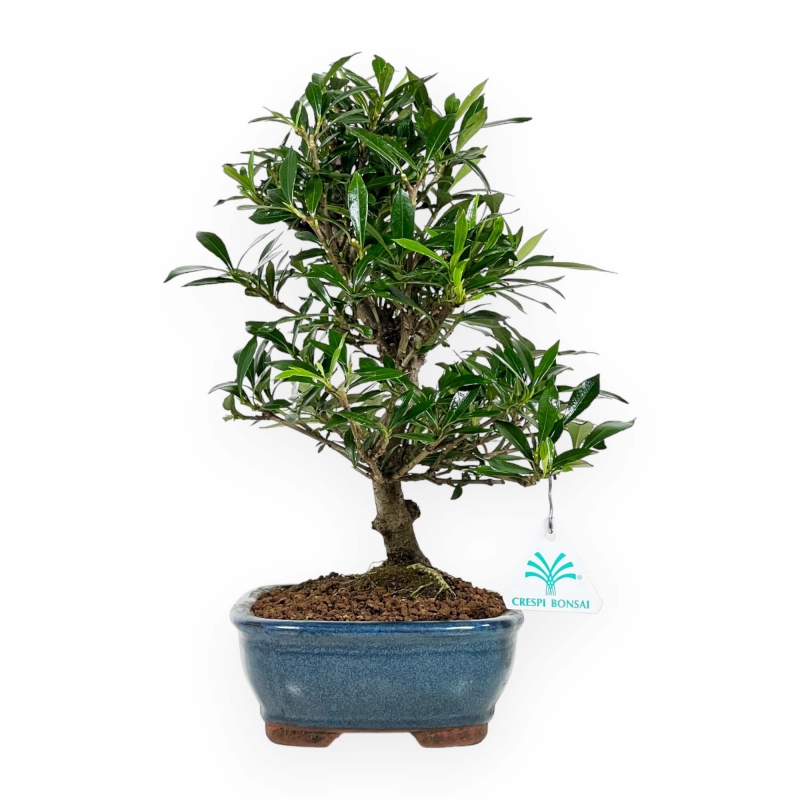 Gardenia - 33 cm
