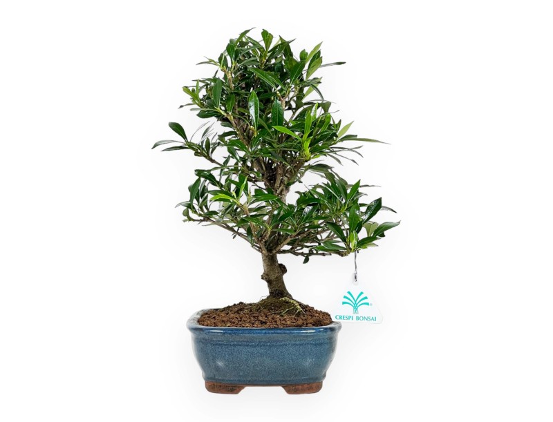 Gardenie – 33 cm
