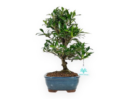 Gardenie – 33 cm
