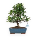 Gardenia - 33 cm