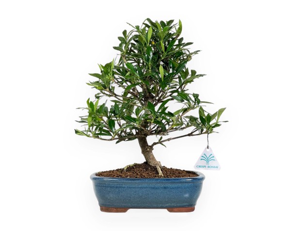 Gardenie – 33 cm
