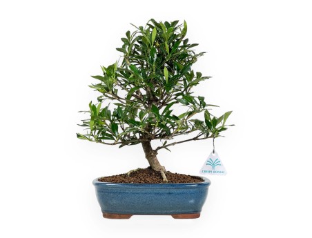 Gardenie – 33 cm