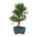 Gardenia - 33 cm