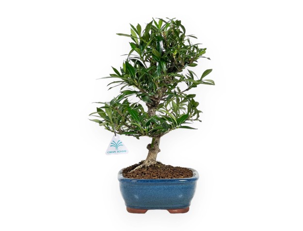Gardenie – 33 cm 2
