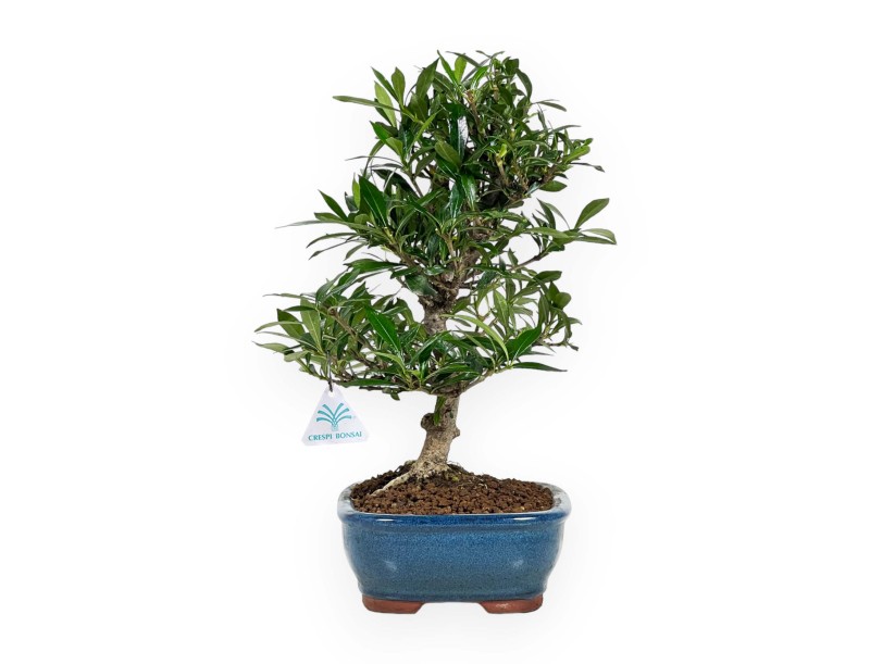 Gardenie – 33 cm