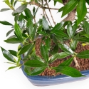 Gardenia - 33 cm