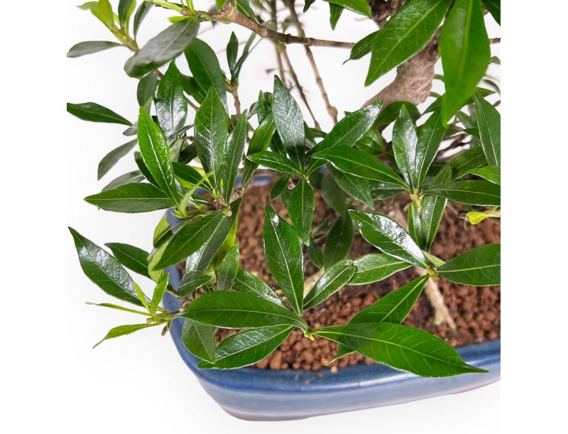 Gardenie – 33 cm