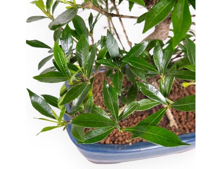 Gardenie – 33 cm