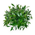 Gardenia - 33 cm