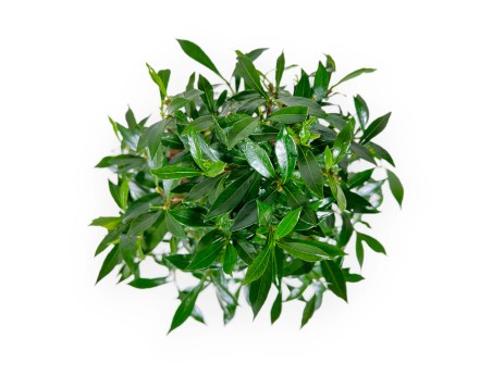Gardenie – 33 cm