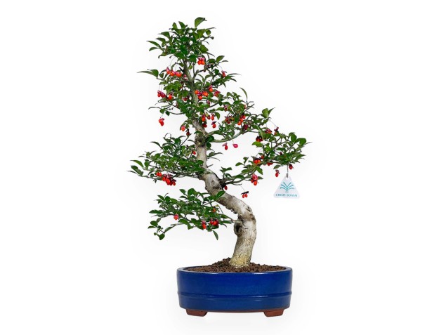 Euonymus sieboldianus - Fusain - 52 cm