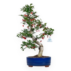 Euonymus sieboldianus - Spindle - 52 cm