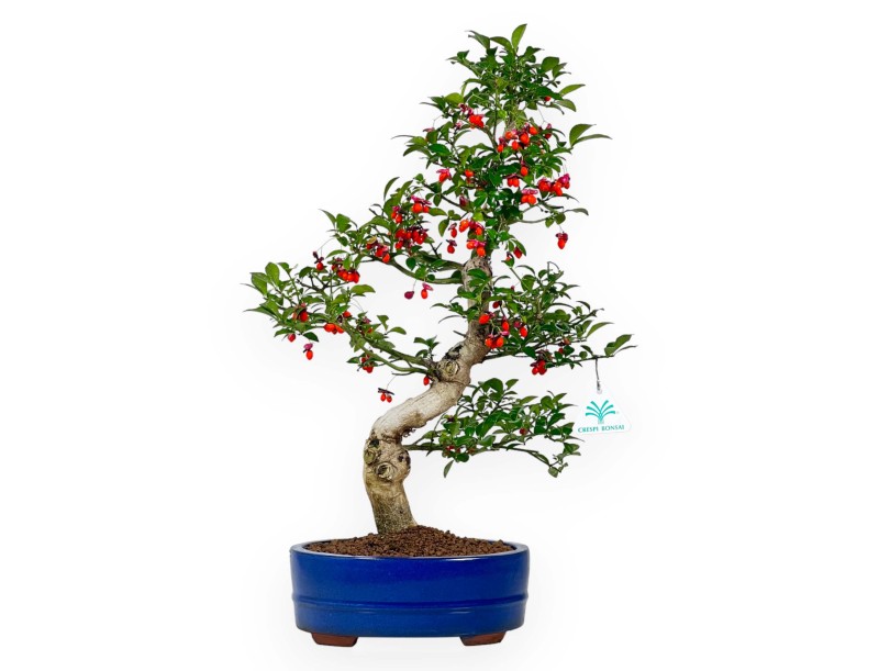 Euonymus sieboldianus - Fusain - 52 cm