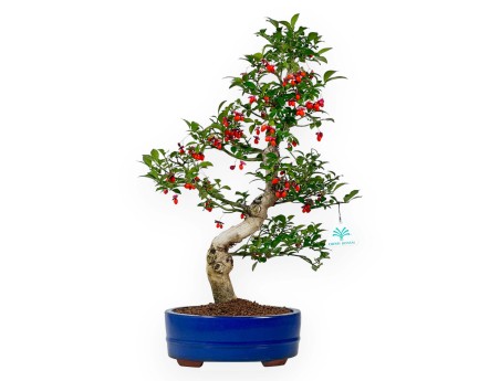 Euonymus sieboldianus - Spindle - 52 cm