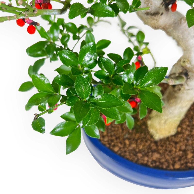 Euonymus sieboldianus - Fusain - 52 cm