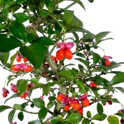 Euonymus sieboldianus - Spindle - 52 cm