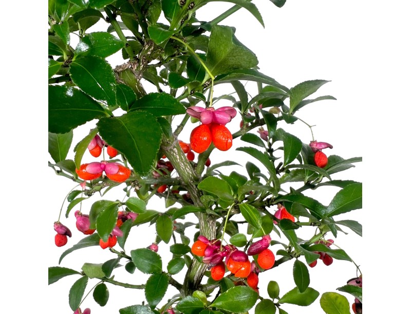 Euonymus sieboldianus - Fusain - 52 cm