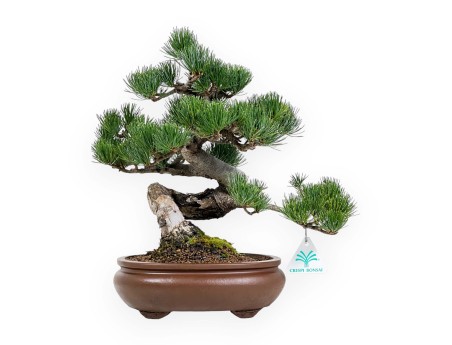 Pinus Pentaphylla - Pine - 33 cm