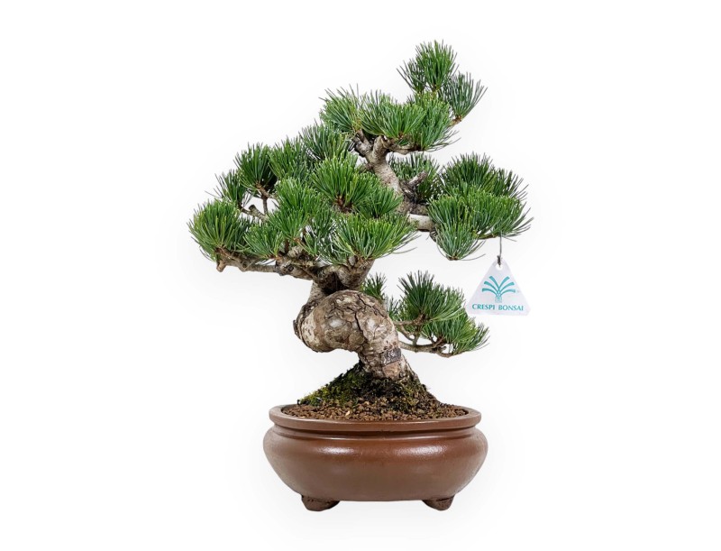 Pinus Pentaphylla - Pine - 33 cm