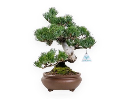 Pinus Pentaphylla - Pino a cinque aghi - 33 cm