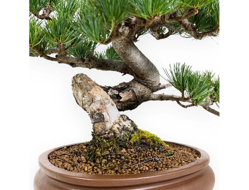 Pinus Pentaphylla - Pino a cinque aghi - 33 cm