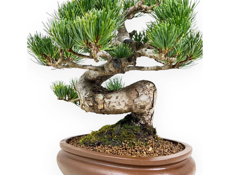 Pinus Pentaphylla - Pine - 33 cm