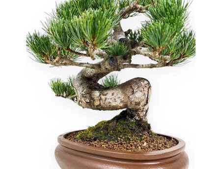 Pinus Pentaphylla - Pine - 33 cm