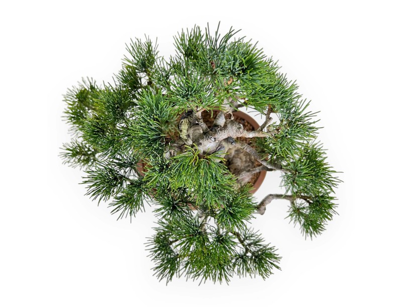 Pinus Pentaphylla - Pino a cinque aghi - 33 cm