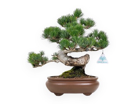 Pinus Pentaphylla - Pine - 33 cm