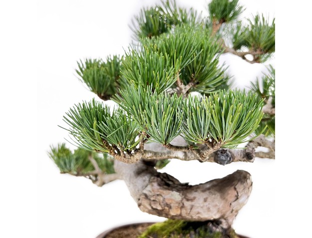 Pinus Pentaphylla - Pine - 33 cm 2