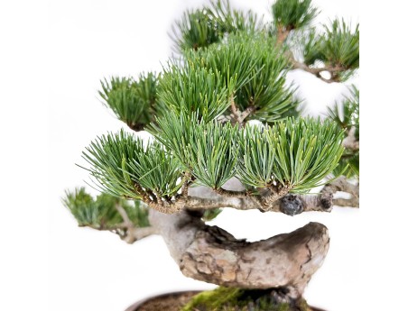 Pinus Pentaphylla - Pin à cinq aiguilles - 33 cm