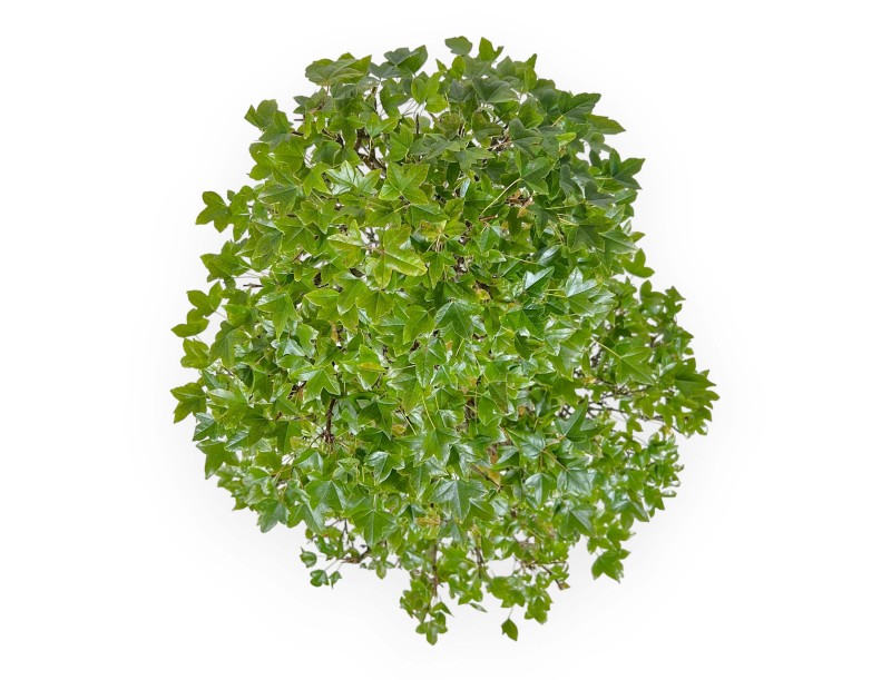 Acer Buergerianum - 53 cm