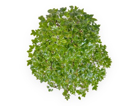 Acer Buergerianum - Acero - 53 cm