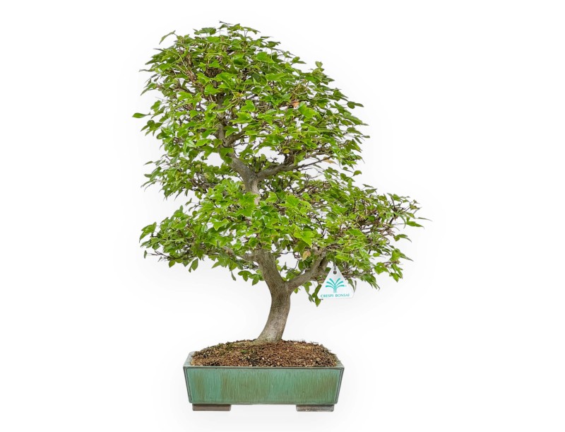 Acer Buergerianum - Maple - 53 cm