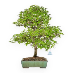 Acer Buergerianum - Érable - 53 cm