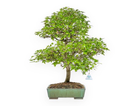 Acer Buergerianum - Acero - 53 cm