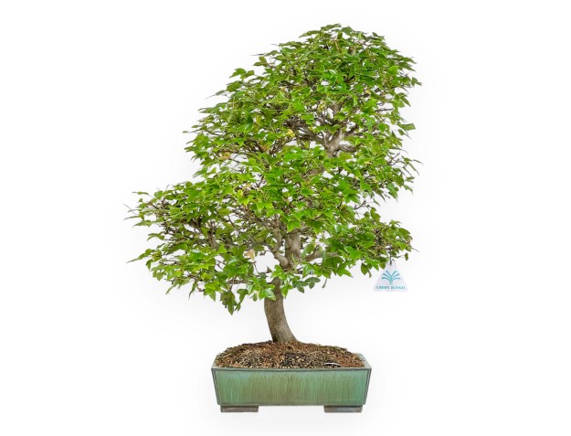 Acer Buergerianum - Érable - 53 cm 2