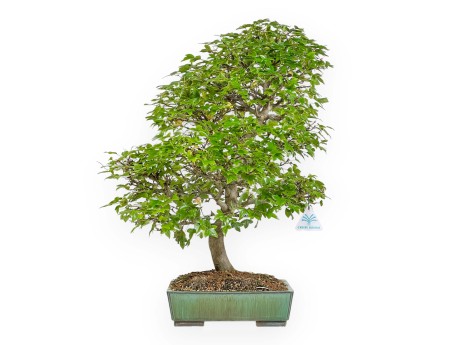 Acer Buergerianum - Maple - 53 cm