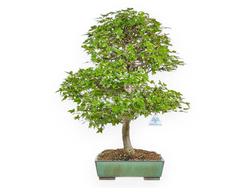 Acer Buergerianum - Érable - 53 cm