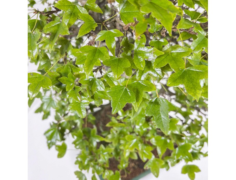 Acer Buergerianum - 53 cm